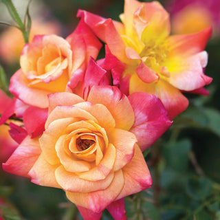 Rose ‘Joseph’s Coat’