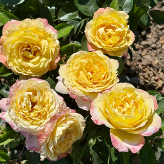 Rose ‘Joyride’