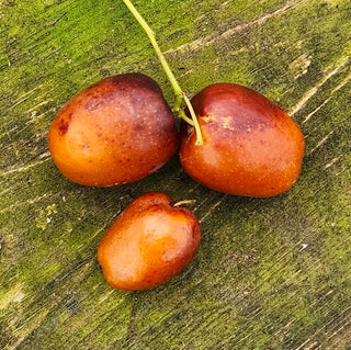 Jujube - Ziziphus jujuba ‘Xian Beauty’