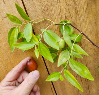 Jujube - Ziziphus jujuba ‘ZigZag'