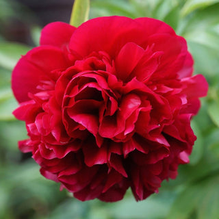Peony ‘Karl Rosenfeld’