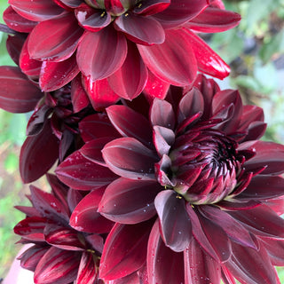Dahlia 'Karma Choc’
