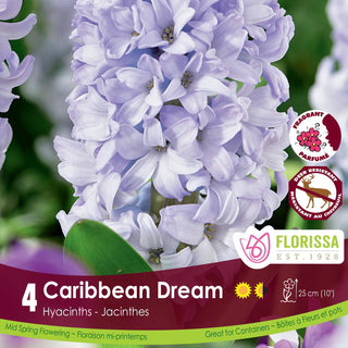 Hyacinth ‘Caribbean Dream’