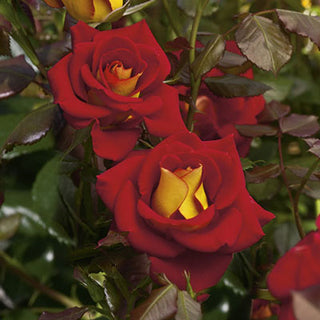 Close-up of red roses with yellow centers surrounded by green leaves.
