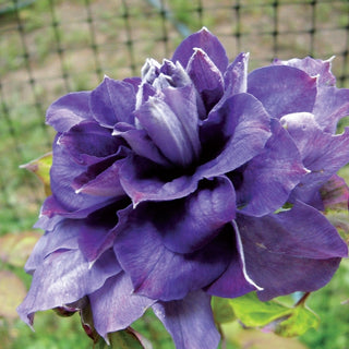 Clematis ‘Kiri te Kanawa’