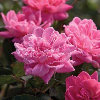 Close-up of pink flowers with a blurred green background