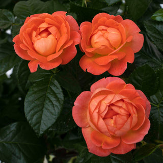 Rose ‘Knock Out Orange Glow’