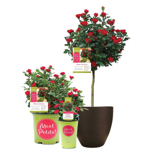 Two potted plants with red flowers and 'Meet Petite!' labels on a white background
