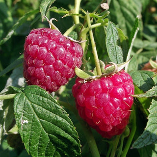 Raspberry - ‘Kokanee’