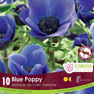 Anemone ‘De Caen Blue Poppy’