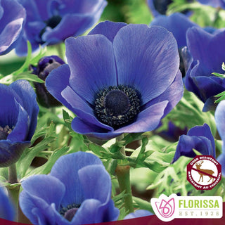 Anemone ‘De Caen Blue Poppy’