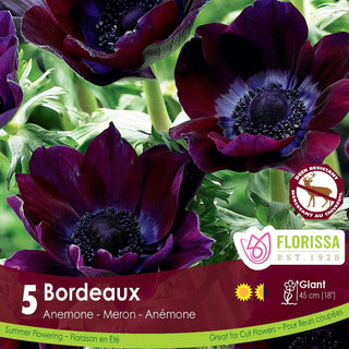 Anemone ‘Bordeaux’