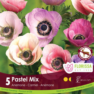 Anemone ‘Carmel Pastel Mix’