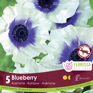 Anemone ‘Rainbow Blueberry’