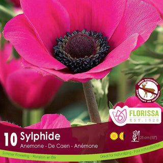 Anemone ‘De Caen Sylphide’