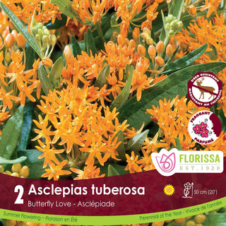 Asclepias tuberosa