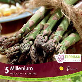 Asparagus 'Millennium'