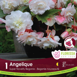 Begonia Super Novelty Angelique