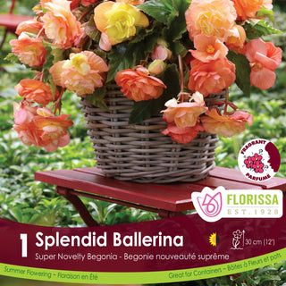 Begonia Super Novelty Splendid Ballerina