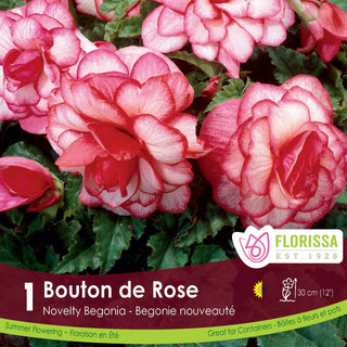 Begonia Novelty Bouton de Rose