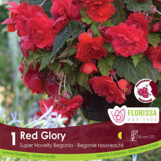 Begonia Super Novelty Red Glory