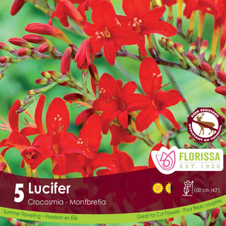 Crocosmia ‘Lucifer’