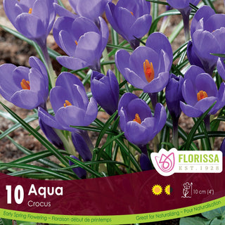 Crocus ‘Aqua’