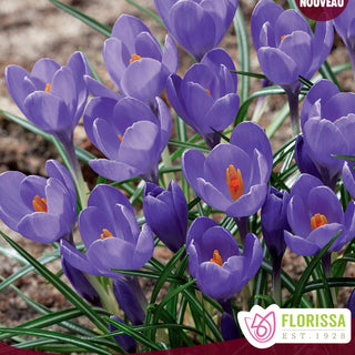 Crocus ‘Aqua’