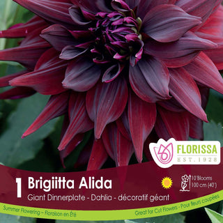Dahlia 'Brigitta Alida'