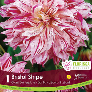Dahlia 'Bristol Stripe'