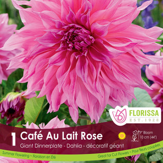 Dahlia 'Café au Lait Rose'