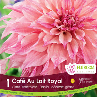 Dahlia 'Café au Lait Royal'