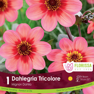 Dahlia 'Dahlegria Tricolore'