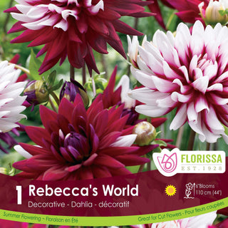 Dahlia 'Rebecca’s World'