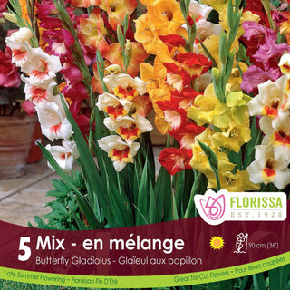 Gladiolus Butterfly Mix