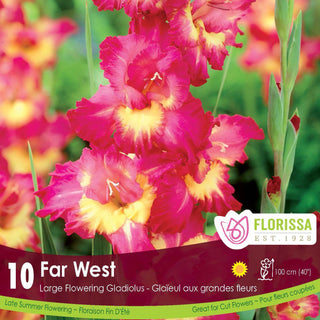 Gladiolus ‘Far West’