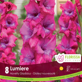 Gladiolus ‘Lumiere’