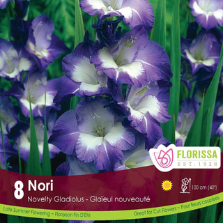 Gladiolus ‘Nori’