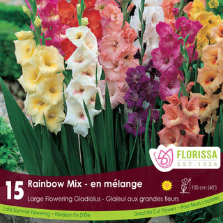 Gladiolus Rainbow Mix