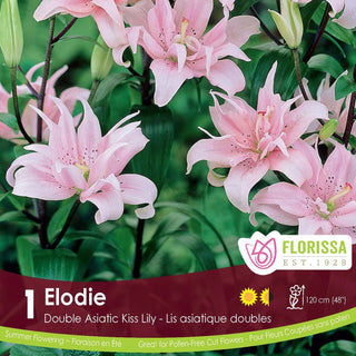 Florissa Elodie Double Asiatic Kiss Lily packaging with pink flowers and green leaves.
