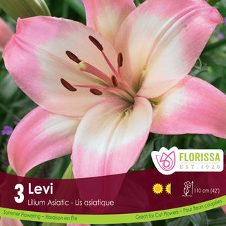Florissa Levi Asiatic Lily packaging with a pink flower on a green background