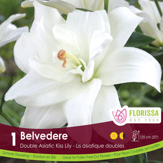 Florissa Belvedere Double Asiatic Kiss Lily packaging with white flowers.