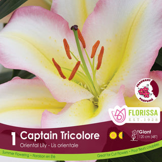Flower packet for 'Captain Tricolore' Oriental Lily with pink and yellow petals.