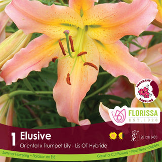Lily ‘Elusive'