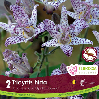Tricyrtis hirta