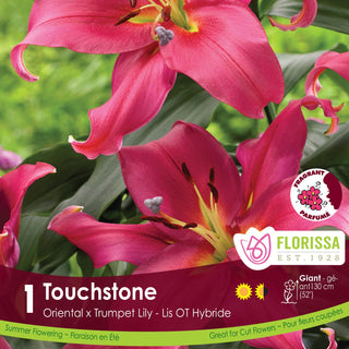 Lily ‘Touchstone’