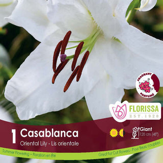 Florissa Casablanca Oriental Lily packaging with a white flower and red stamens.