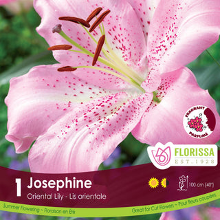 Florissa Josephine Oriental Lily packaging with pink flowers in the background