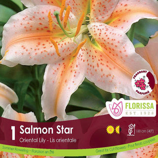 Lily ‘Salmon Star'