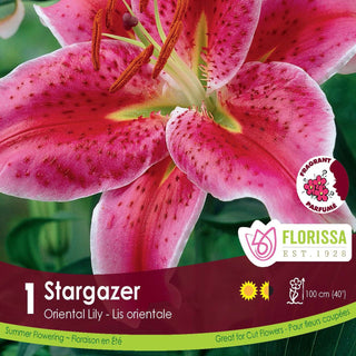 Florissa Stargazer Oriental Lily packaging with pink flowers and green leaves.